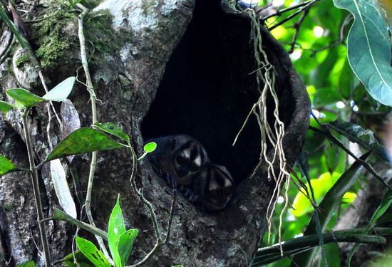 Affen im Stamm eines Baumes