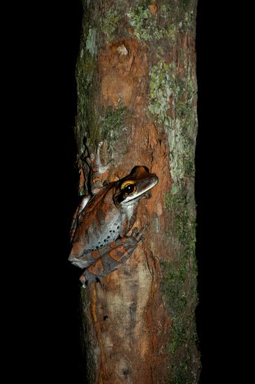 Frosch auf der Nachtwanderung