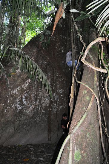 beim Klettern auf einer der höchsten Bäume