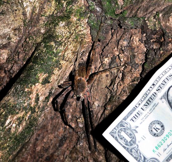 Spinne auf der Nachtwanderung