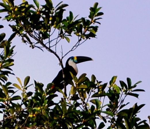 Tukan