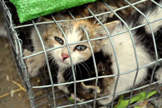 Katzenbabys auf dem Tiermarkt in Otavalo