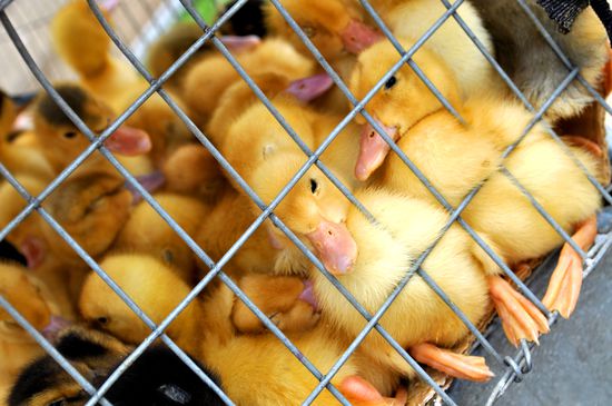 Entchen auf dem Tiermarkt in Otavalo