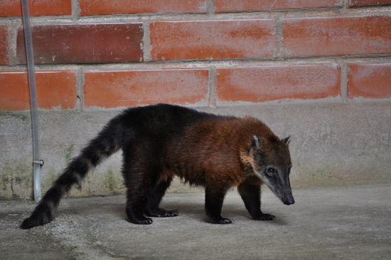 Der Nasenbär im Park