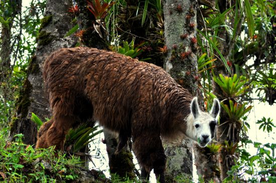 Das erste freilaufende Lama 