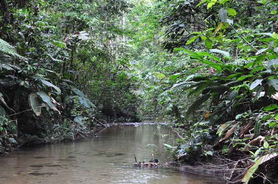Ein Fluss im Dschungel