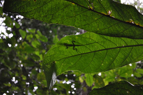 Eine Echse auf einem Dschungelblatt 