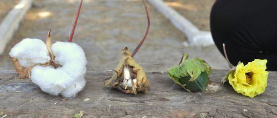von der Blüte zur Baumwolle