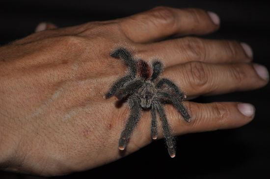 Eine Vogelspinne auf der Hand des Hotelinhabers
