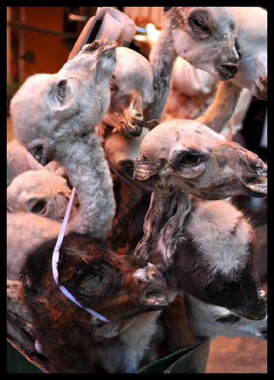 die Lamaköpfe auf dem Hexenmarkt