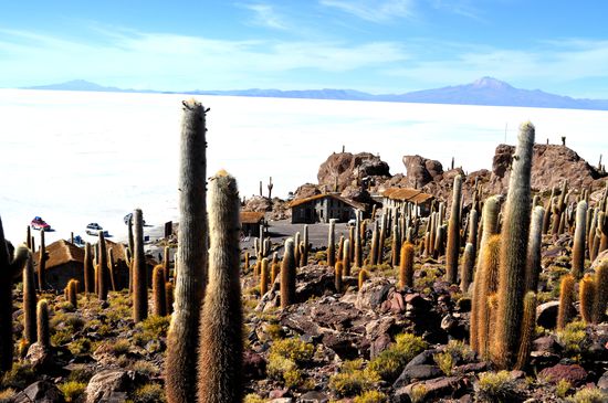 Isla del pescado - Kaktusinsel