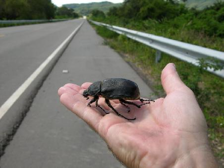 Große Insekten gibt es hier – Hinweis an die Tierschützer: das liebe Tierchen hatte leider bereits das zeitliche gesegnet. Auch etlich durchgeführte Wiederbelebungsversuche blieben leider erfolglos