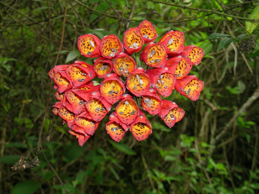 Blumen in Choquequirau