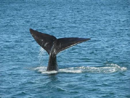 Wale direkt aus nächster Nähe am Strand