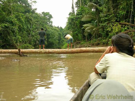 Vielfach versperrten umgestürzte Bäume ein Weiterkommen. Erst nachdem der Baum ein zweites Mal gefällt wurde konnten wir uns dann weitertreiben lassen auf dem Fluss