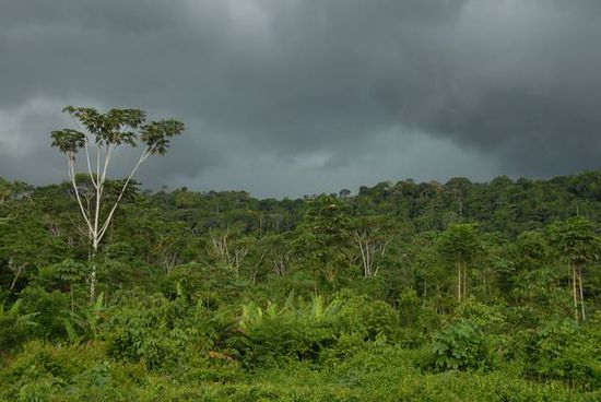 Noch ein letzter Schnappschuss vom Ecuadorianischem Urwald