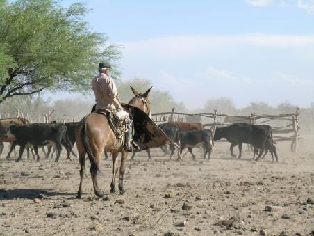 Gaucho bei der Arbeit