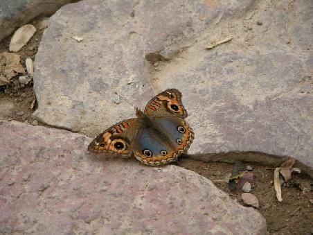 Bunter Schmetterling