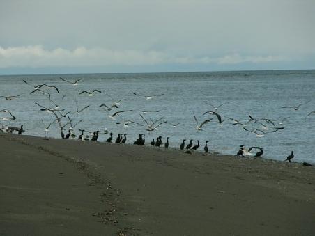 Strandgeflüster