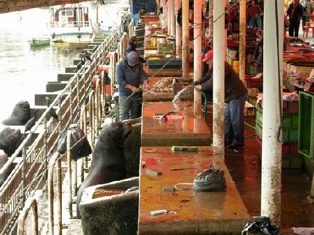 Seehundfütterstation, Fischmarkt in Valdivia