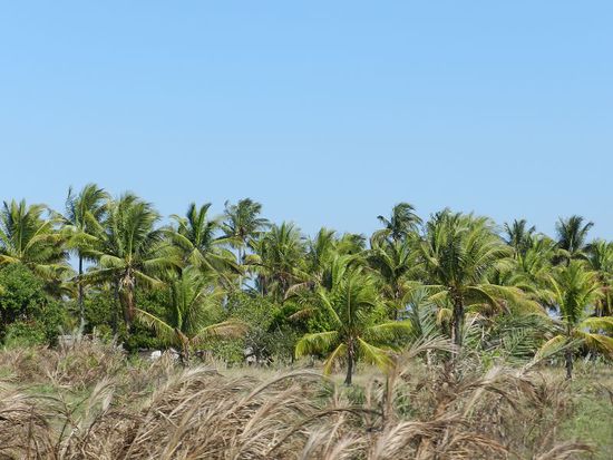 jede Menge Palmen reihen sich auf dem Weg nach Tofo
