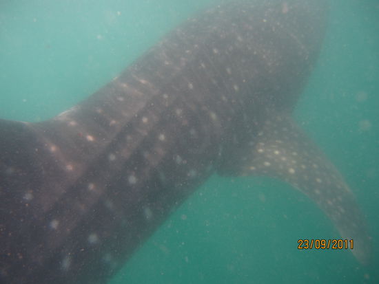 Whaleshark