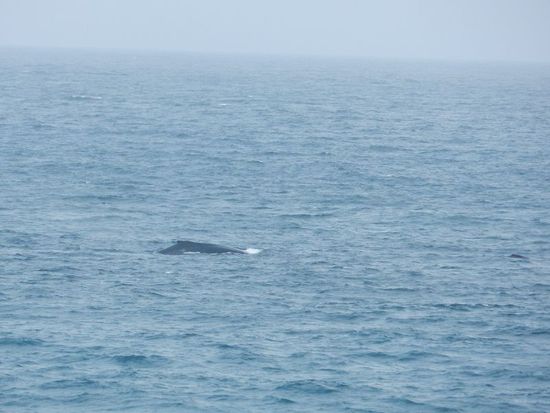 Humpbackwhale
