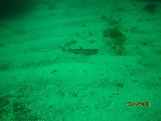 Whitetip Reefshark