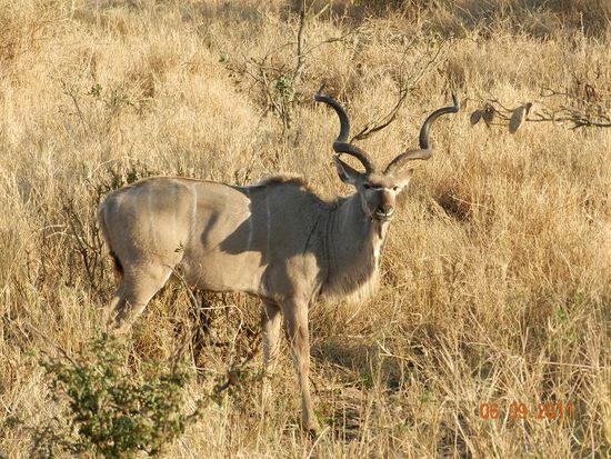 Kudu