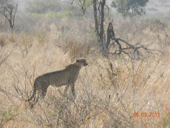 Cheetah bei der Jagt