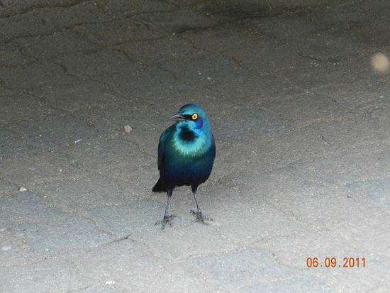 Rotschulter-Glanzstar