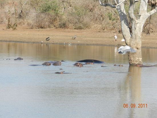 Hippos und Graureiher