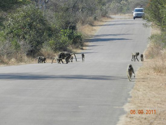 Paviane
Vorsicht, die stehlen alles was sie in die Finger kriegen 