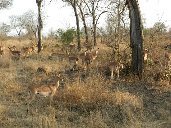 many Impalas