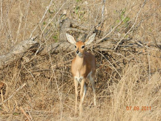 afrikanischer Steinbock