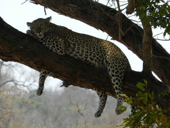 Leopard
schaut doch zum knuddeln aus, oder? 