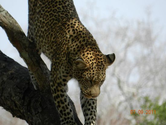 ein wunderschönes Tier