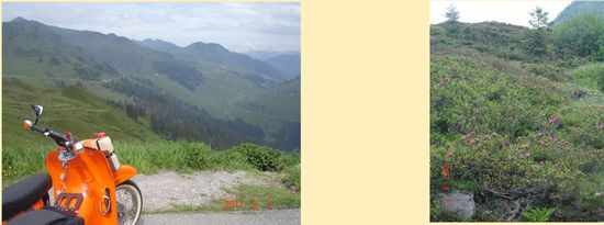 Links:    Blick vom Furkajoch in Richtung Damüls im Bregenzer Wald
Rechts:  Hänge voller blühender Alpenrosen