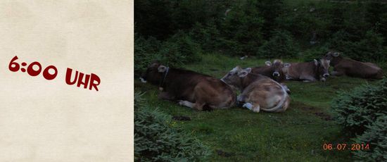 Das Nachtlager der Rindviecher