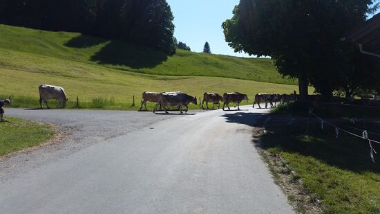 Wei8-blaue Belgier im tiefsten Bayern