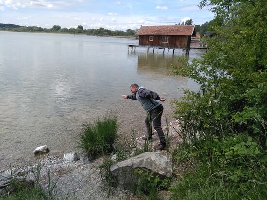 Flachköpper Andeutung