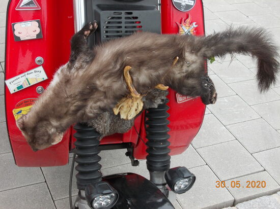 Wene und seine Trophäe