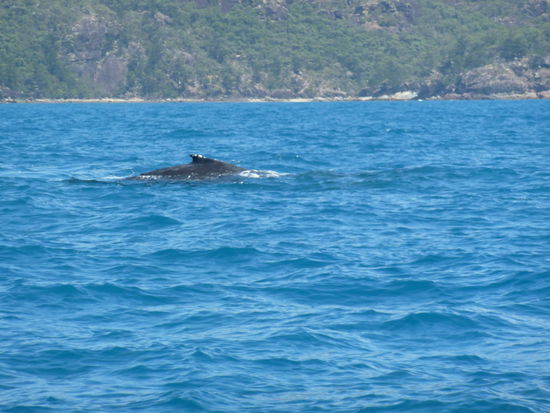 unser erster Wal - ein kleiner Babywal...