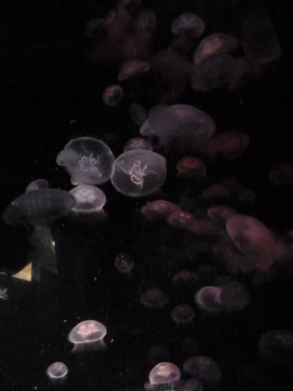 Jelly-Fisch (Quallen)