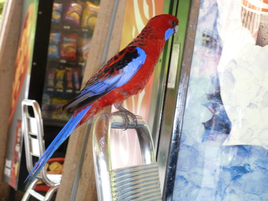 Die haben einfach schoenere Voegel als wir zu Hause ...