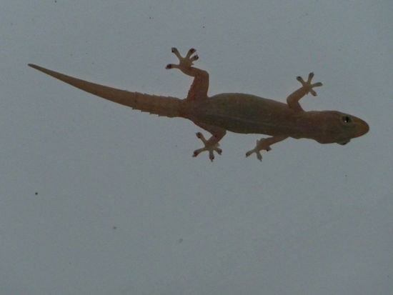 unser erstes australisches Tier - es loeste einen Schrei des Entsetzens aus  
Aber die Australier konnten uns Gott sei Dank beruhigen. ist nicht giftig 