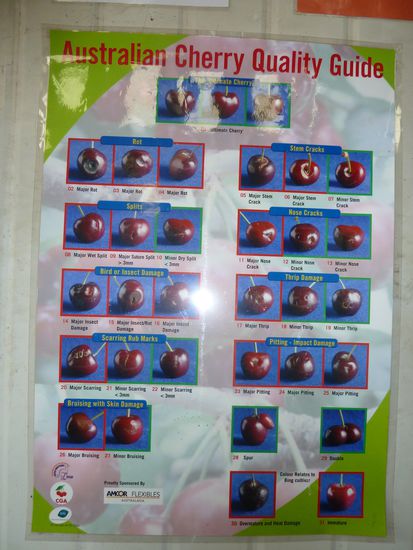 Das waren unsere Vorgaben, nach denen wir die Kirschen aussortiert haben... Es durften wirklich nur die Allerallerbesten in den Verkauf...