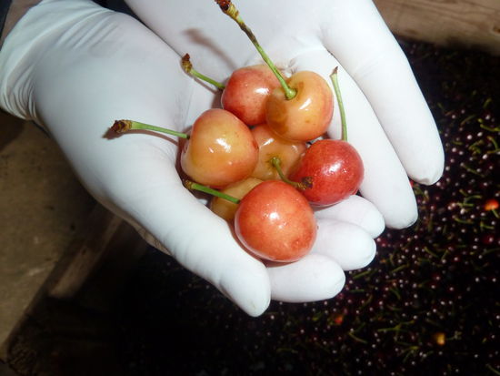 Wusstet ihr, dass es eine Kirschsorte namens "White Cherries" gibt?? Wir nicht...