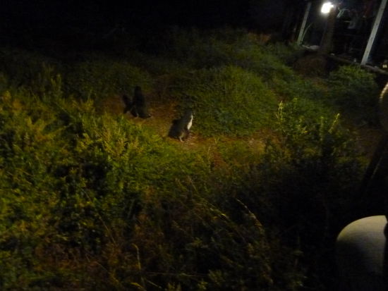 seht ihr die kleinen Pinguine?!?