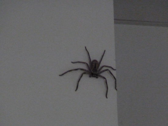 unsere erste Huntsman-Spider, gross aber nicht giftig...